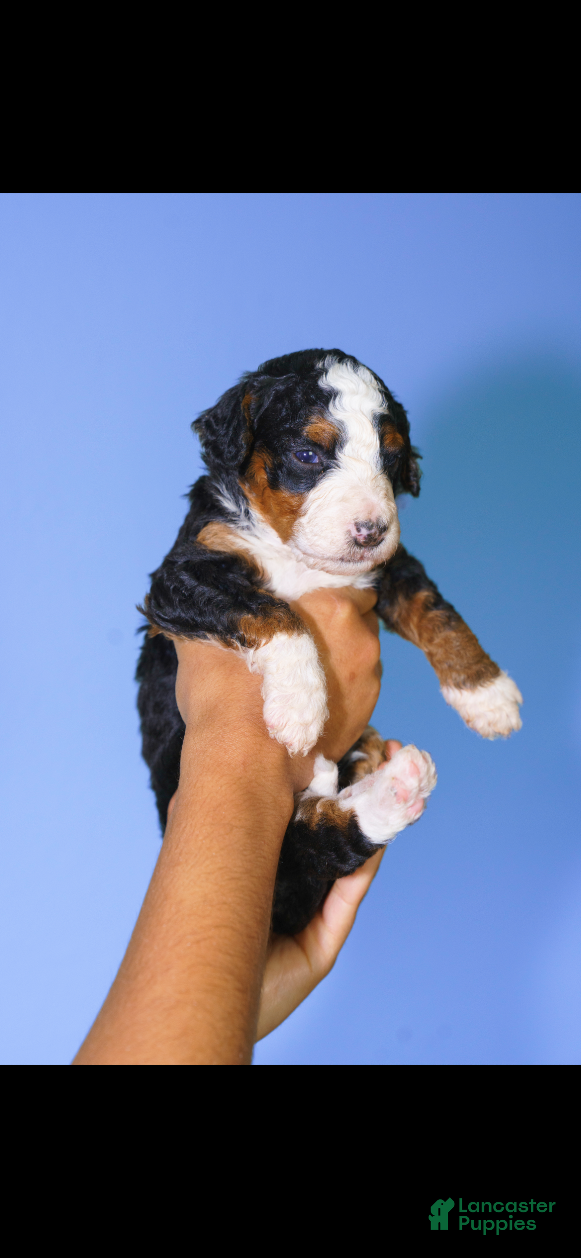 Mini Bernedoodle dogs Peprika - Ad 9
