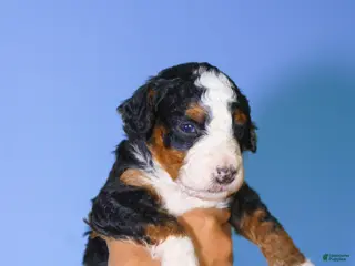 Mini Bernedoodle dogs Peprika - Ad 8