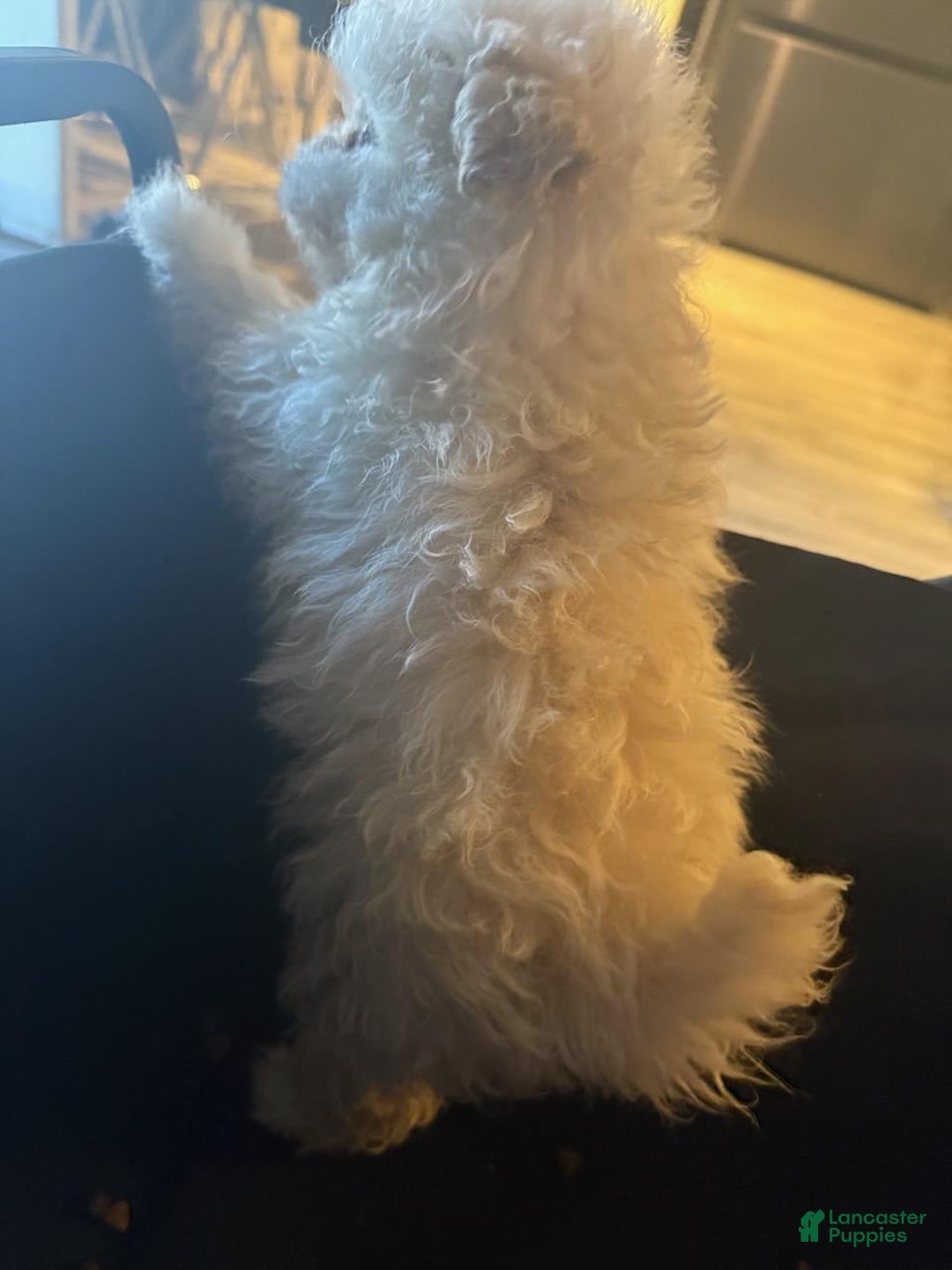 Morkie dogs for sale: Morkie babybear hypoallergenic Puppys 1 - Ad 2