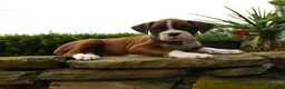 Boxer dogs for sale: Twister - Ad 2