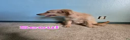 Goldendoodle dogs for sale: Goldendoodle Puppy 10 - Ad 2