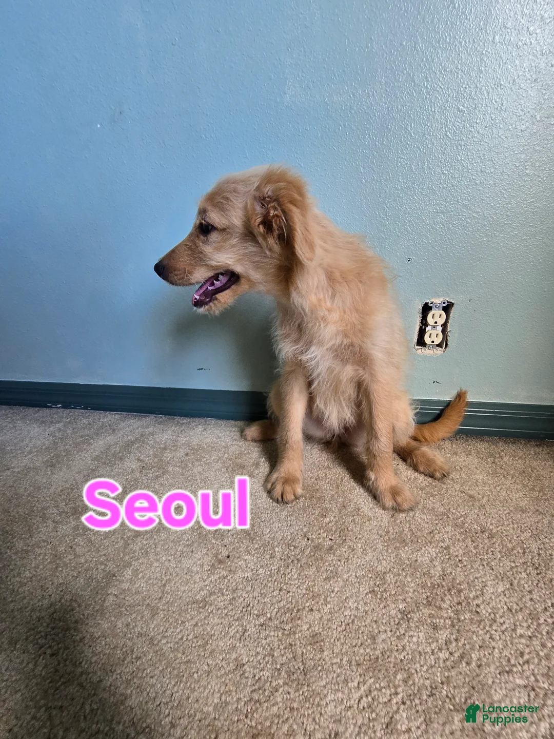Goldendoodle dogs for sale: Goldendoodle Puppy 10 - Ad 2