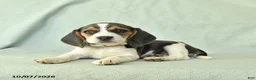 Beagle dogs for sale: Yasmine - Ad 4