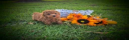 Toy Poodle dogs for sale: Toy Poodle 1 - Ad 5