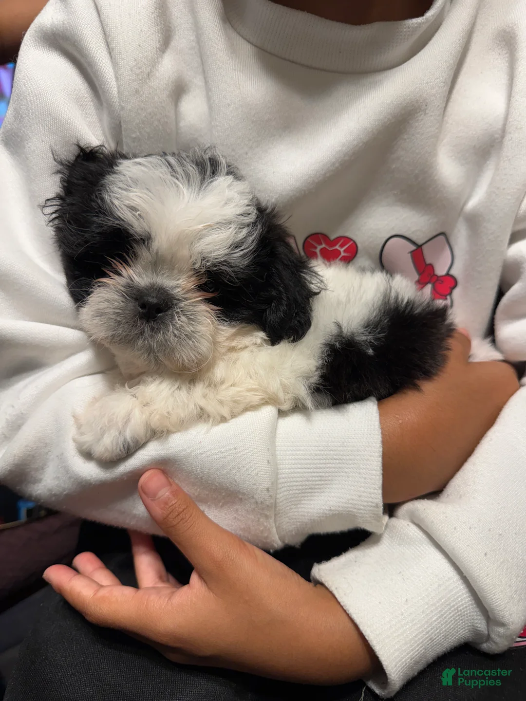Shih Tzu dogs for sale: Shih Tzu Puppy 3 - Ad 2