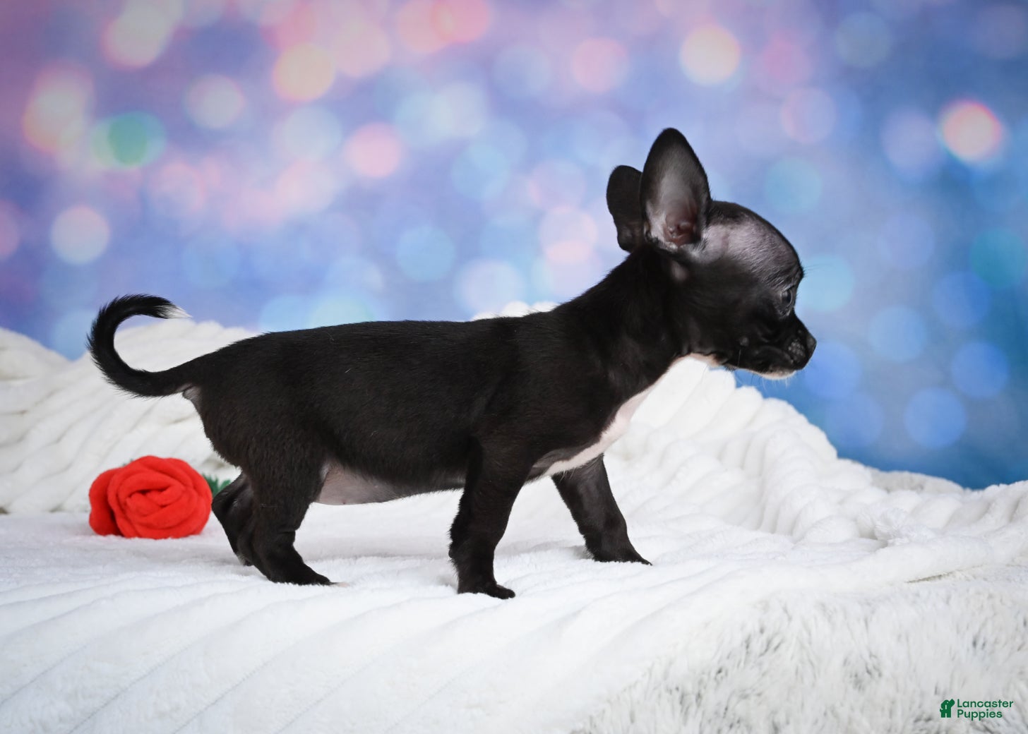 Chihuahua dogs Becko - Ad 2