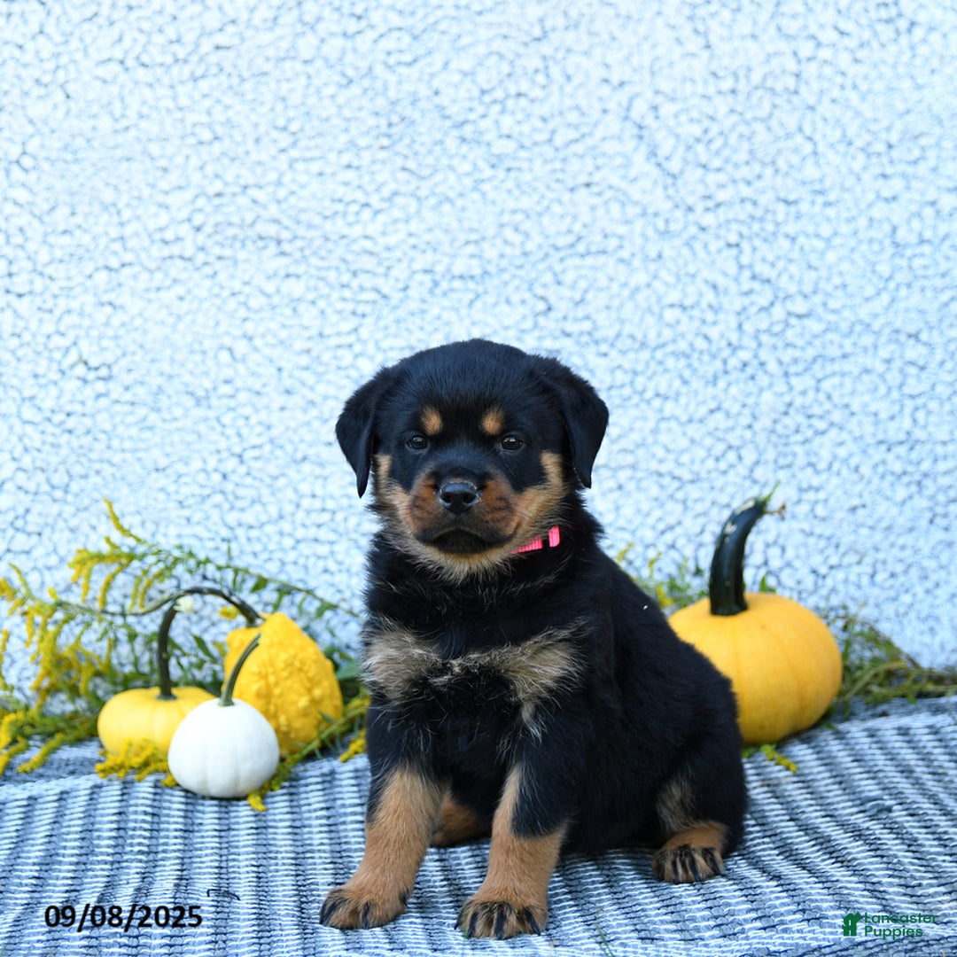 Rottweiler dogs for sale: Frita - Ad 5