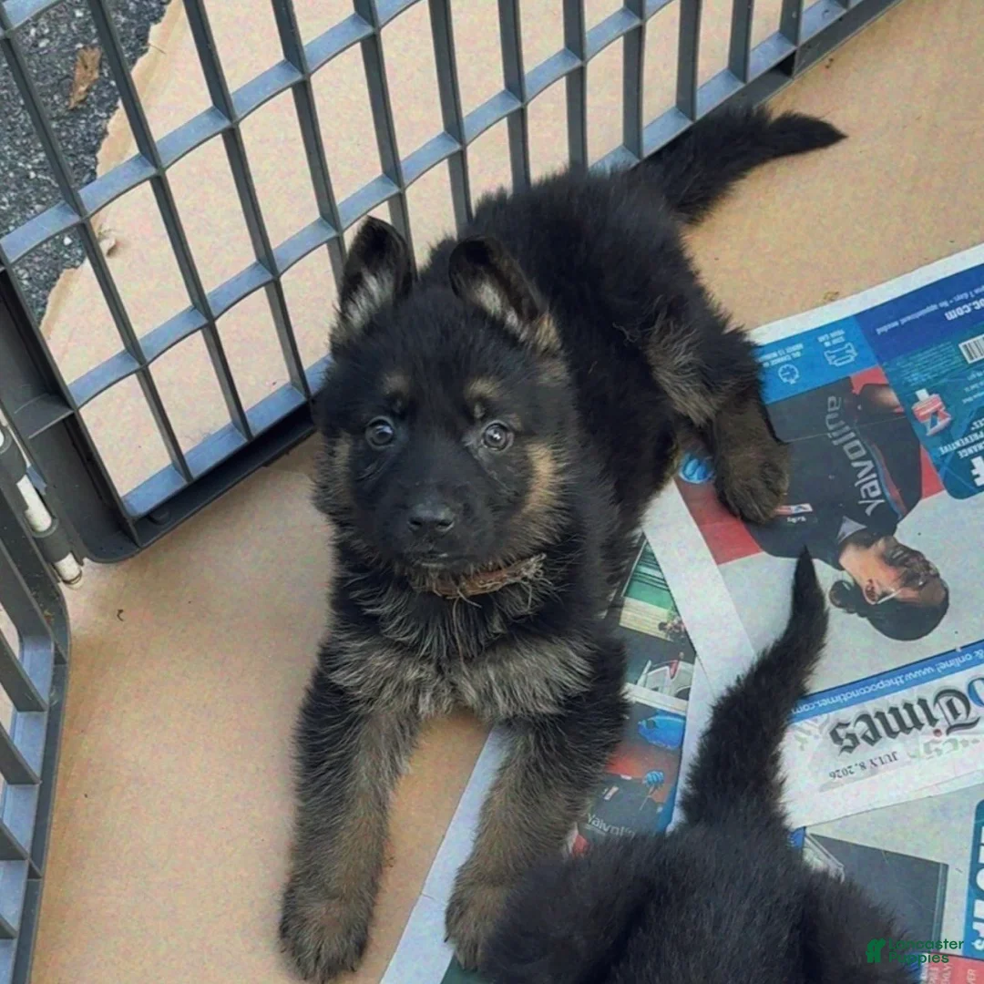German Shepherd dogs for sale: UMI - Ad 1