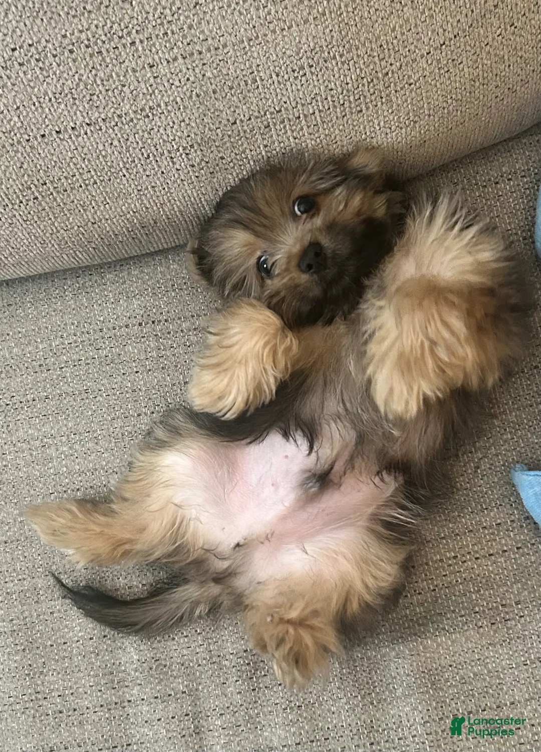 Yorkshire Terrier dogs for sale: Yorkshire Terrier Puppy - Ad 5