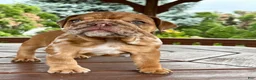 English Bulldog dogs for sale: English Bulldog 3 - Ad 2