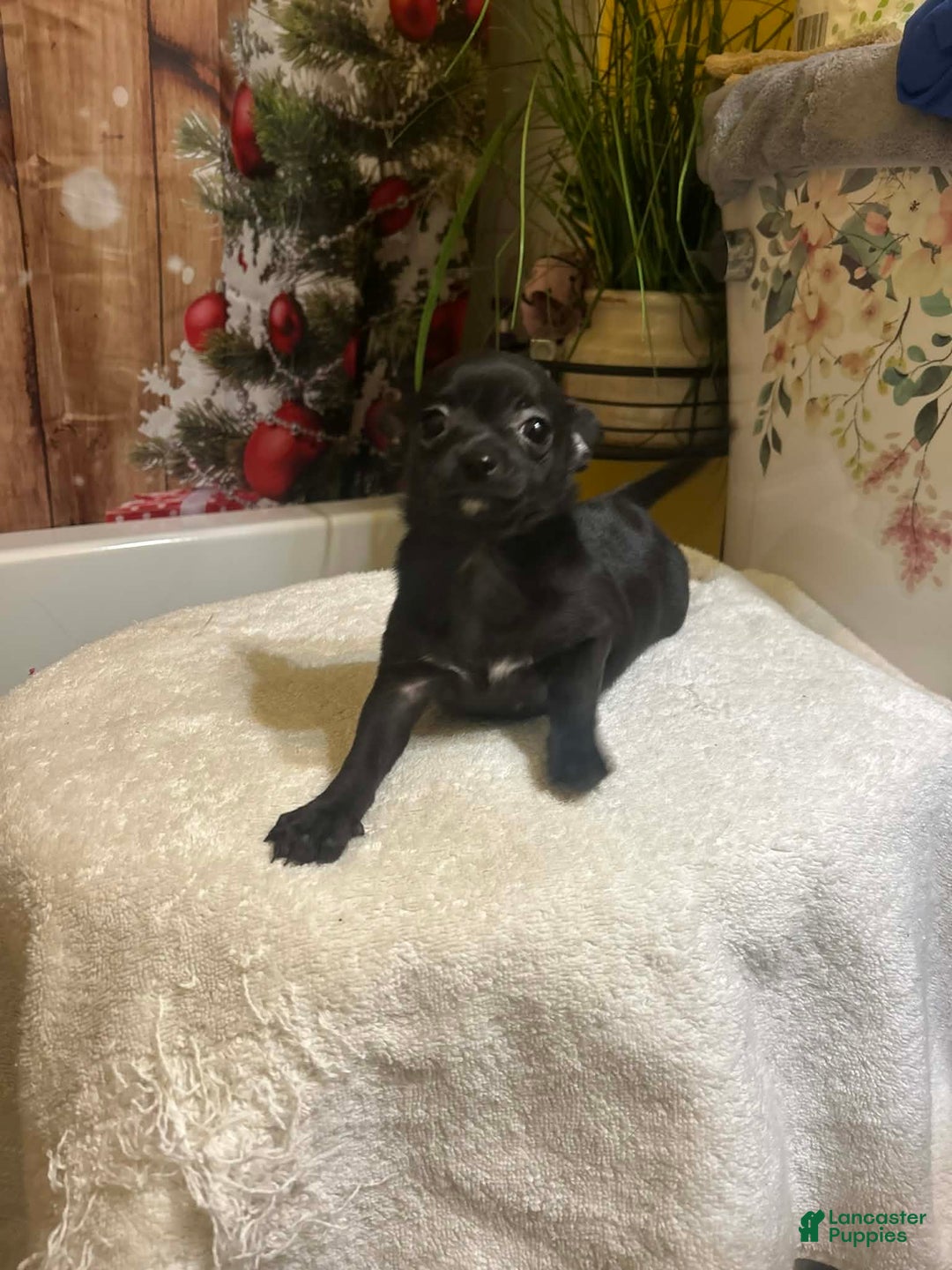 Chihuahua dogs for sale: Chihuahua Puppy 1 - Ad 4