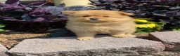 Pomeranian dogs for sale: Pomeranian 5 - Ad 3