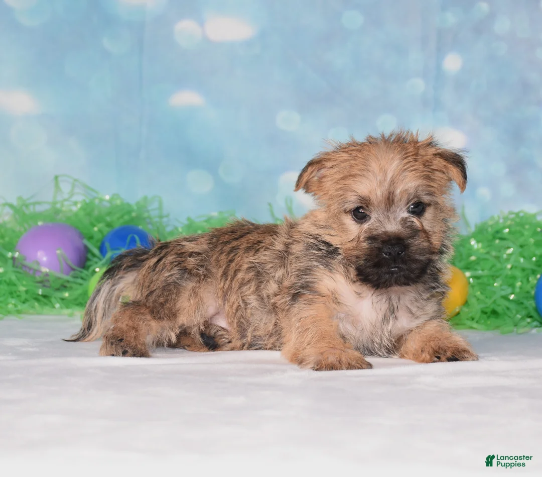 Cairn Terrier dogs for sale: Edgar - Ad 2