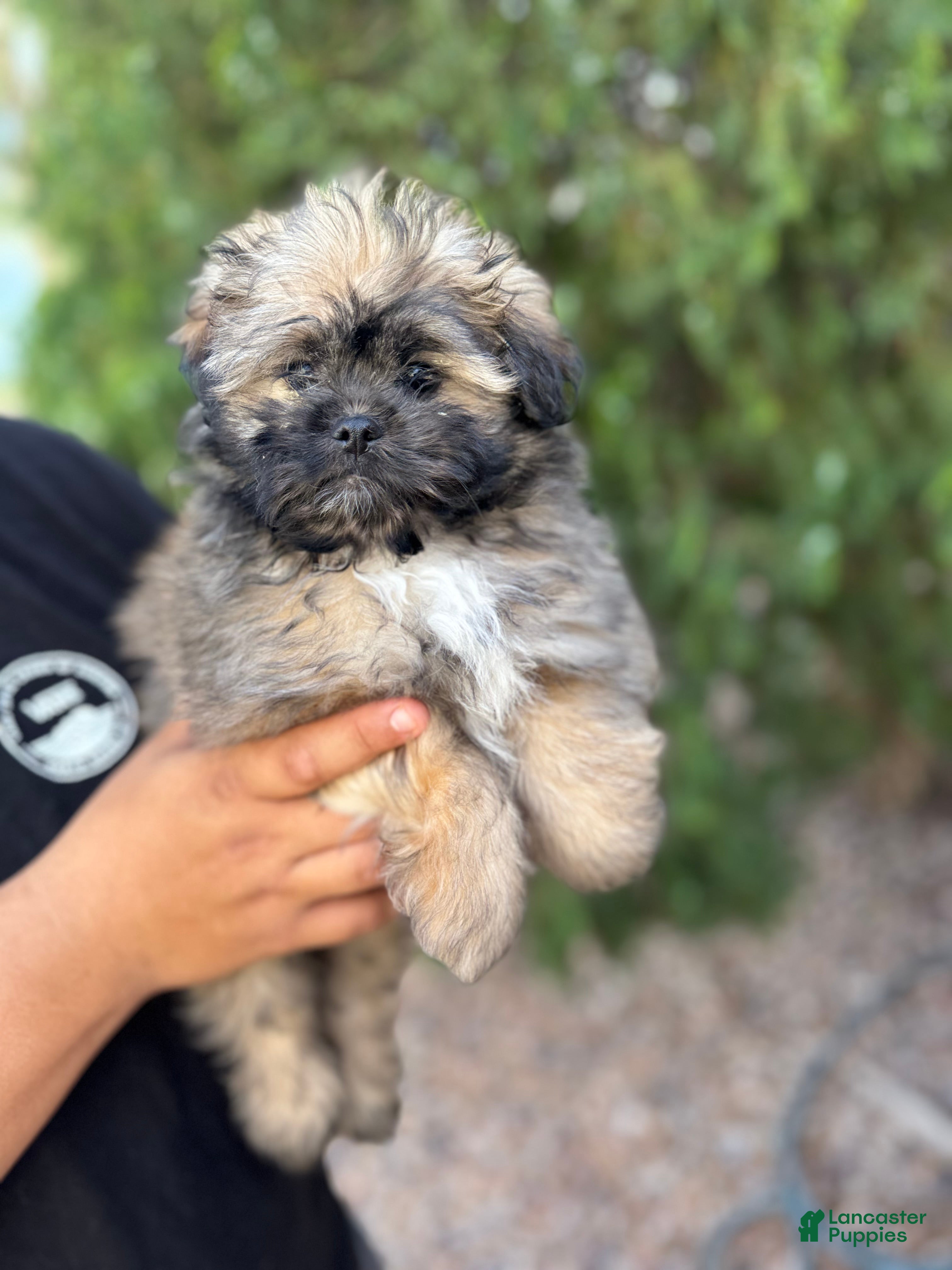 Mixed Breed dogs Potato - Ad 1