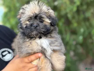 Mixed Breed dogs Potato - Ad 1