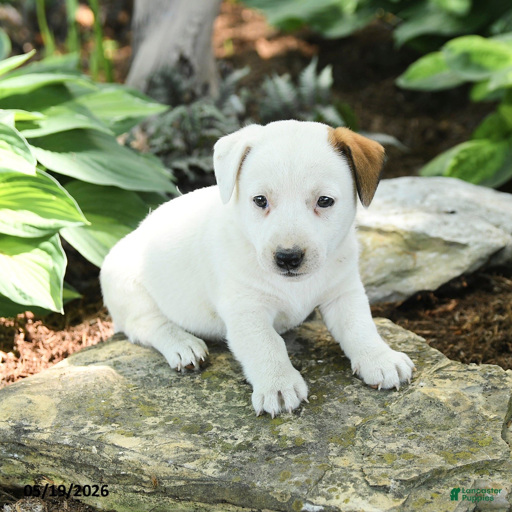 Jack Russell Terrier dogs Russ  - Ad 1
