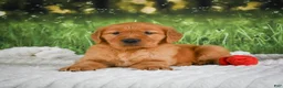 Golden Retriever dogs for sale: Jack - Ad 7