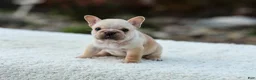 French Bulldog dogs for sale: Jill - Cream - Ad 4