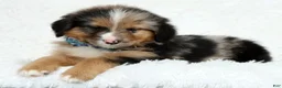 Australian Shepherd dogs for sale: Hank - Ad 5
