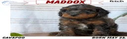 Cavapoo dogs for sale: Maddox  - Ad 1