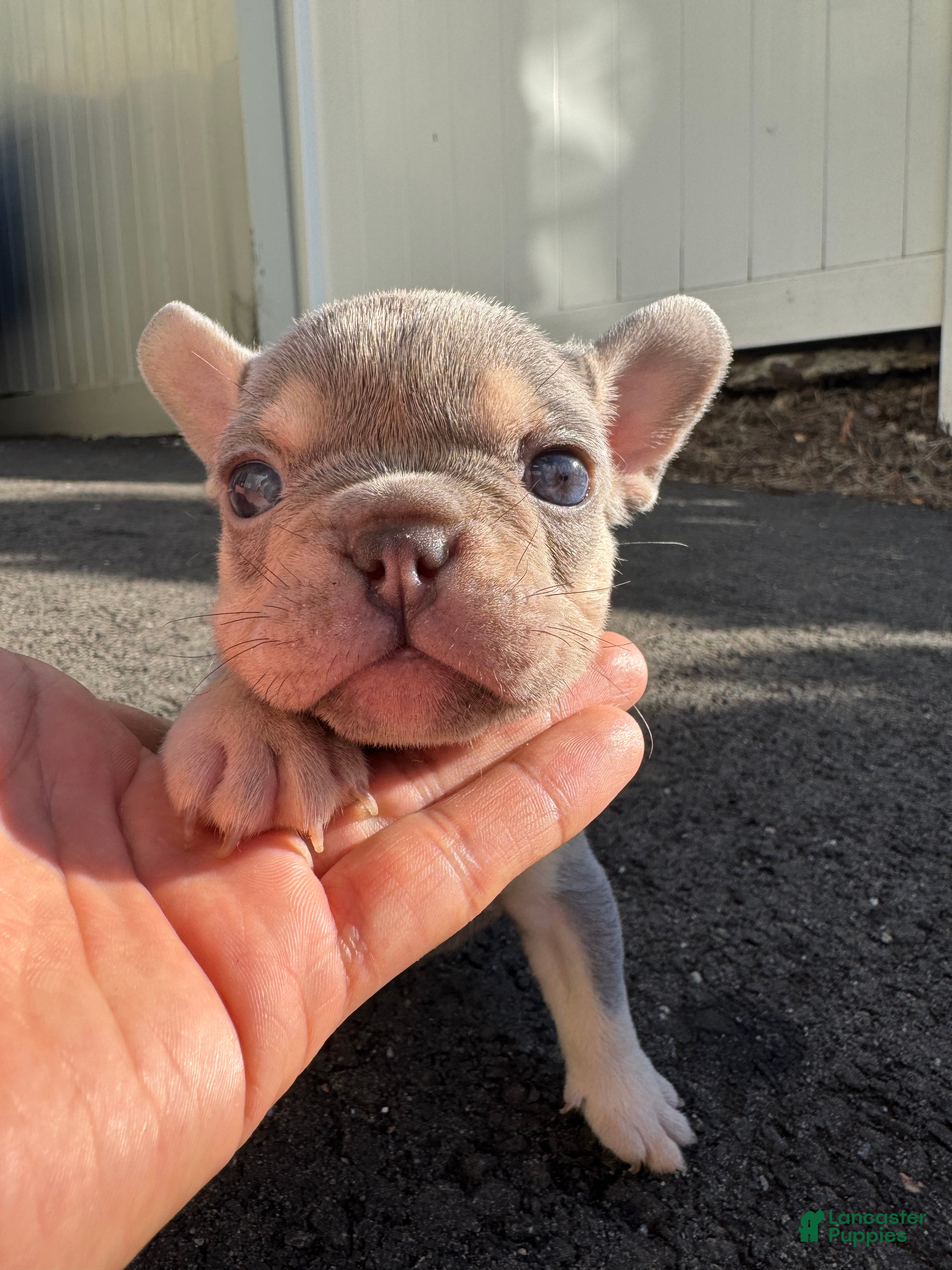 French Bulldog dogs Sara - Ad 1