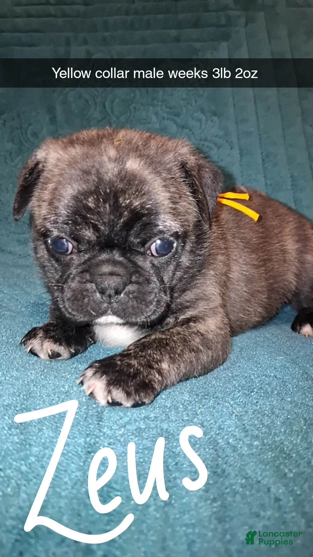 Pug dogs for sale: Zeus  - Ad 2
