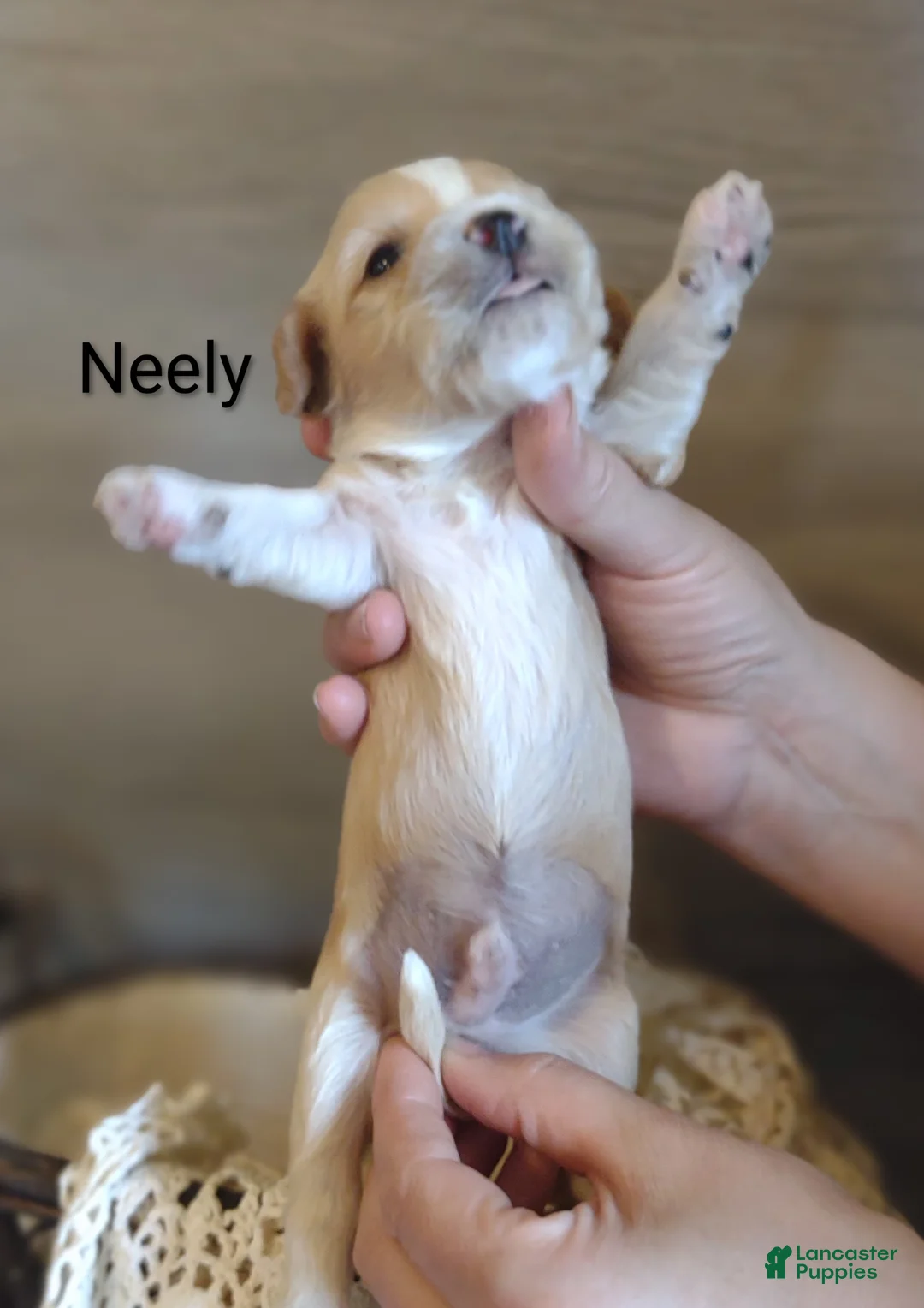 Cavachon dogs for sale: Cavachon Puppy 2 Neely  - Ad 6