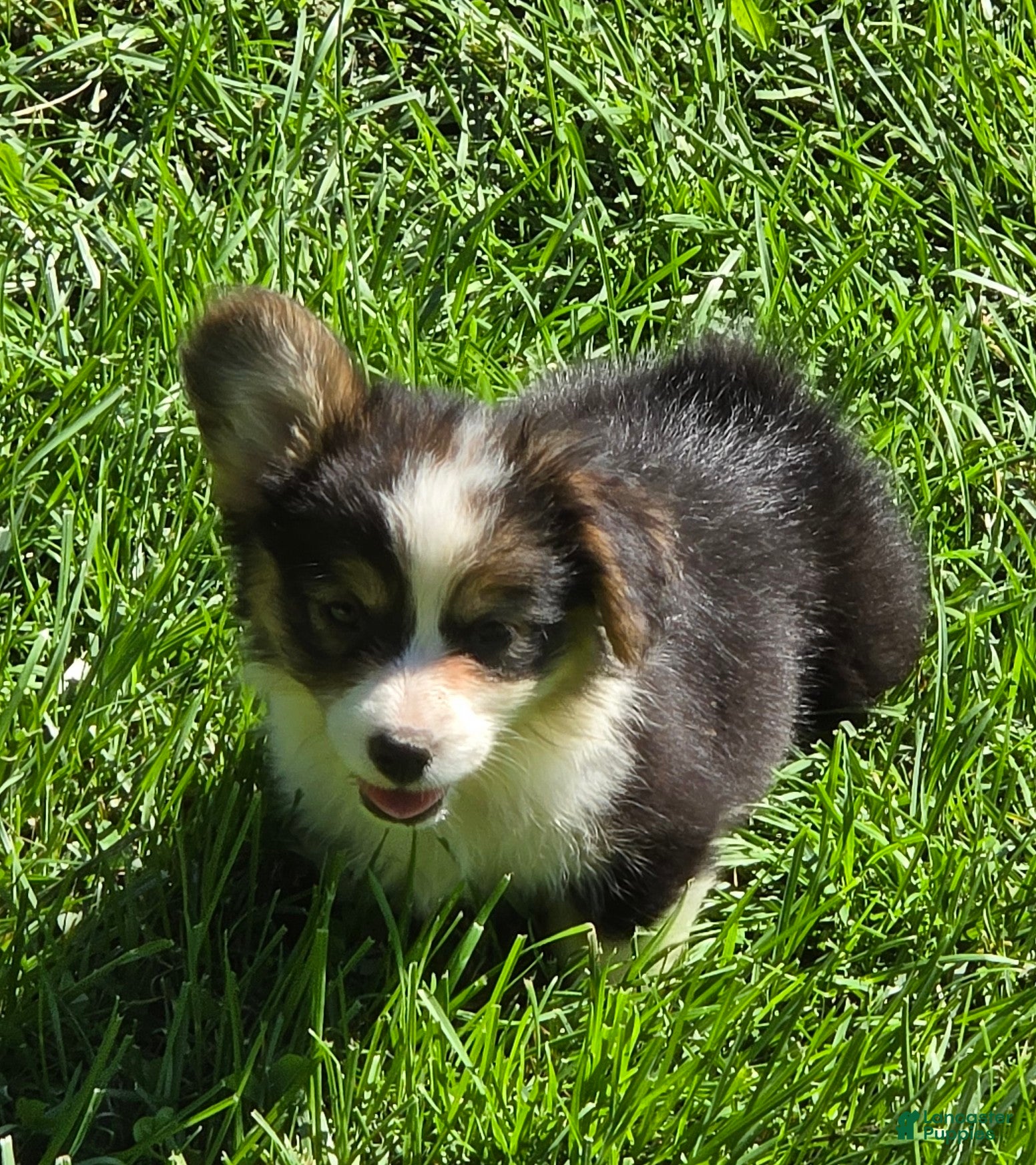 Welsh Corgi Pembroke dogs Duffy the fluffy - Ad 2