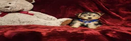 Yorkshire Terrier dogs for sale: *KODY* - Ad 4