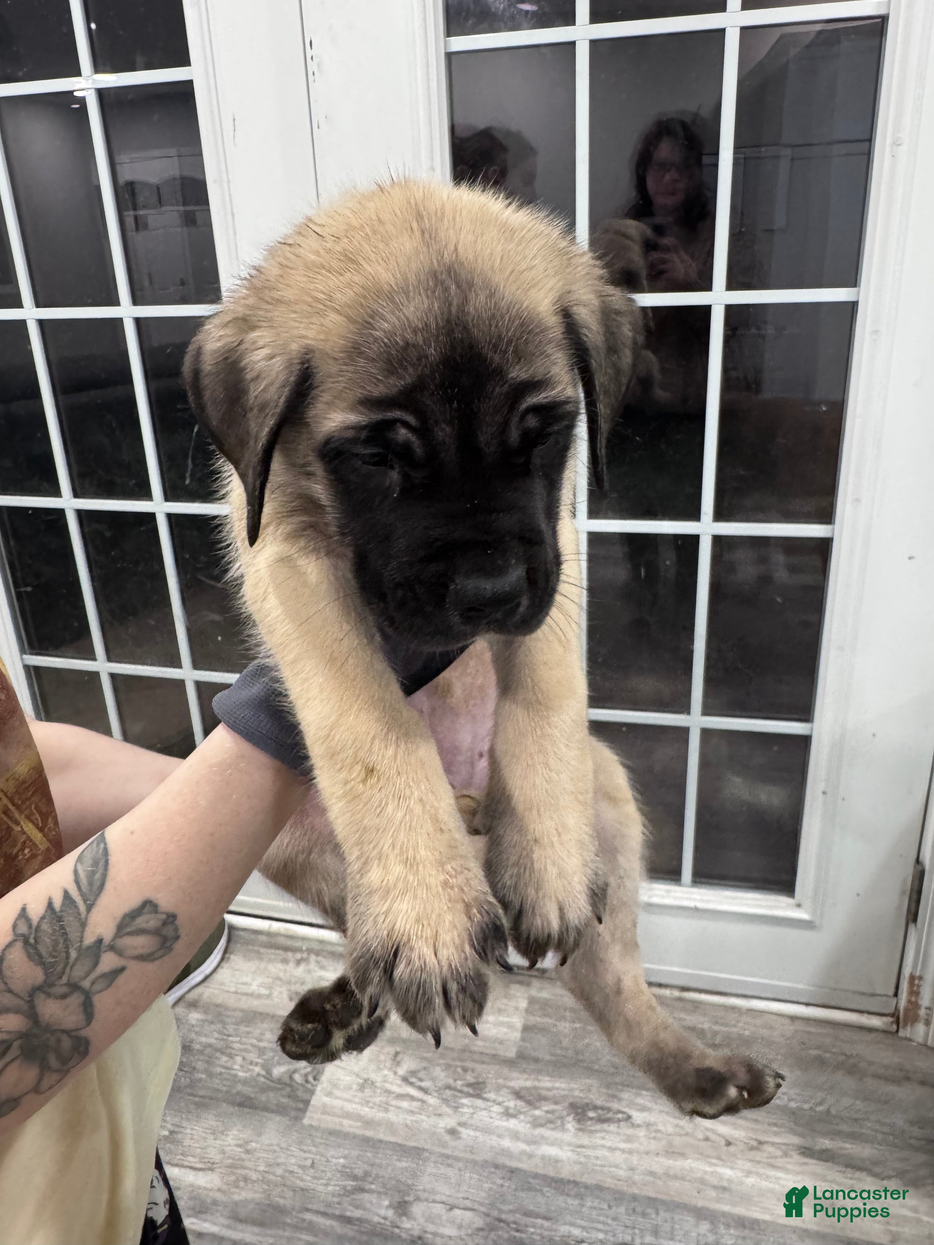 English Mastiff dogs English Mastiff Puppy 3 - Ad 20