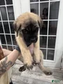 English Mastiff Puppy 3