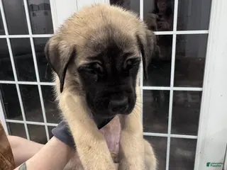 English Mastiff dogs English Mastiff Puppy 3 - Ad 20