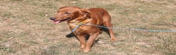 Mixed Breed dogs for sale: gabe - Ad 5