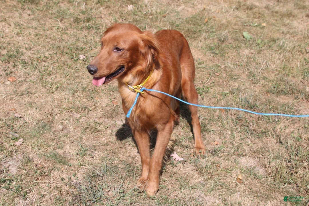 Mixed Breed dogs for sale: gabe - Ad 5