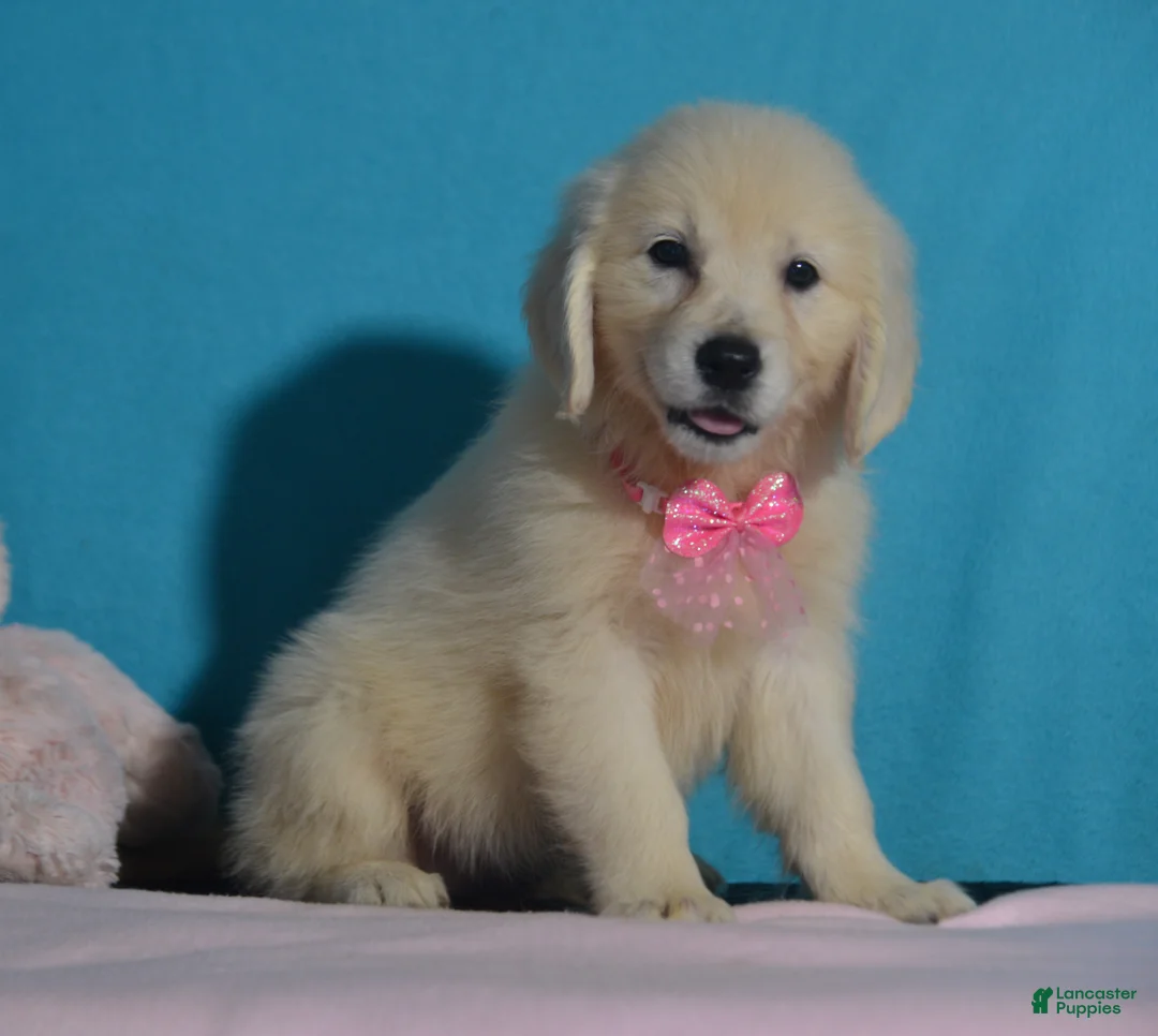Golden Retriever dogs for sale: Tracy - Ad 3