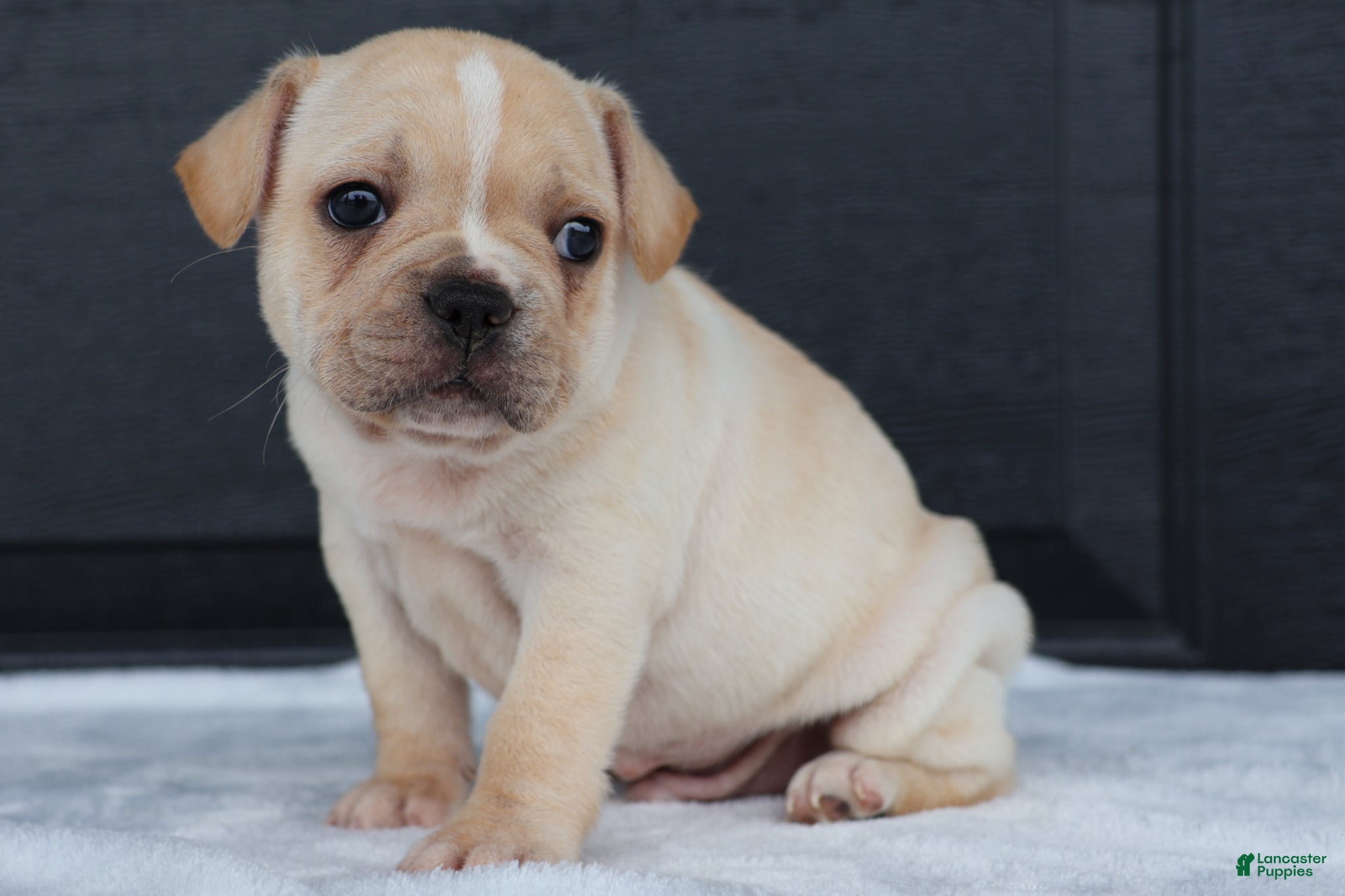 French Bulldog dogs for sale: Ralph - Ad 4