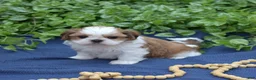 Shih Tzu dogs for sale: Bella - Ad 5
