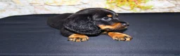 Miniature Dachshund dogs for sale: Ripp - Ad 9