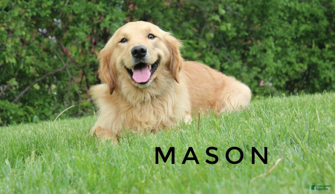 Golden Retriever dogs for sale: Jingle Bells - Ad 9