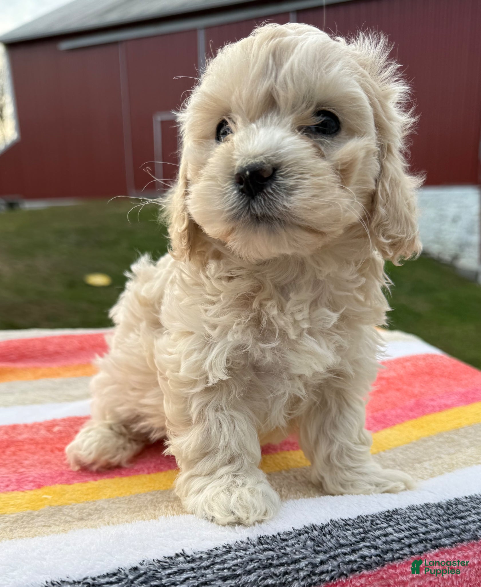 Cockapoo dogs Cockapoo Puppy 5 - Ad 37
