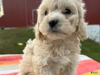 Cockapoo dogs Cockapoo Puppy 5 - Ad 37