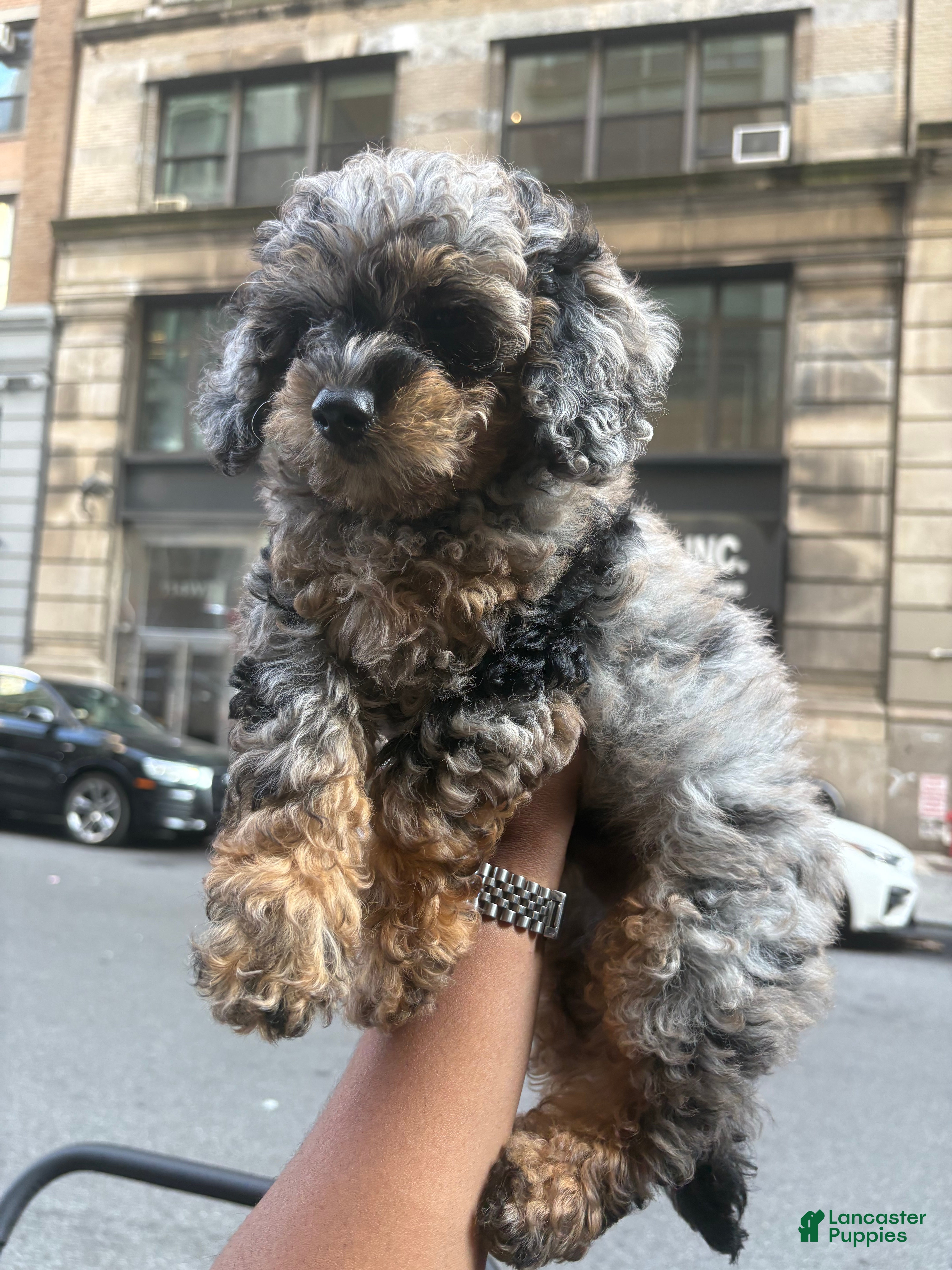 Miniature Poodle Schnauzer Poodle Mix Rescue Miniature Poodle