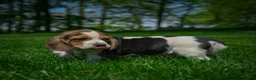 Beagle dogs for sale: Noah - Ad 8