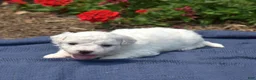 Bichon Frise dogs for sale: Holly - Ad 3