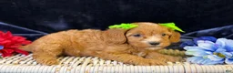 Cavapoo dogs for sale: Lani - Ad 2