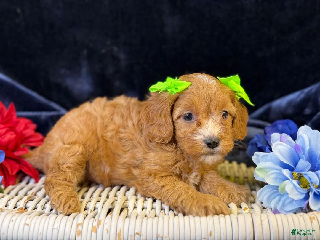 Cavapoo dogs for sale: Lani - Ad 2