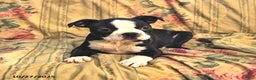 Boston Terrier dogs for sale: Mickey - Ad 4