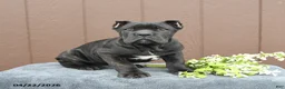 Cane Corso dogs for sale: Bandit - Ad 5