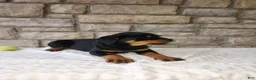 Rottweiler dogs for sale: Bailey  - Ad 5