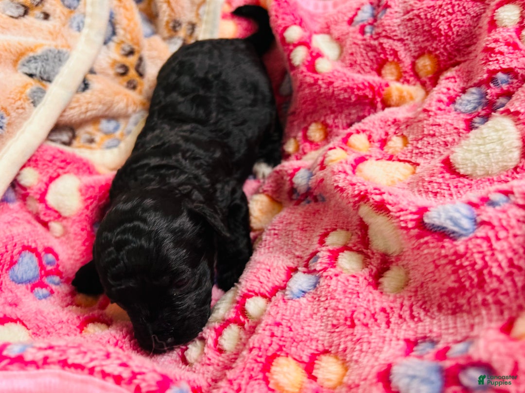 Cavapoo dogs for sale: Moon - Ad 1